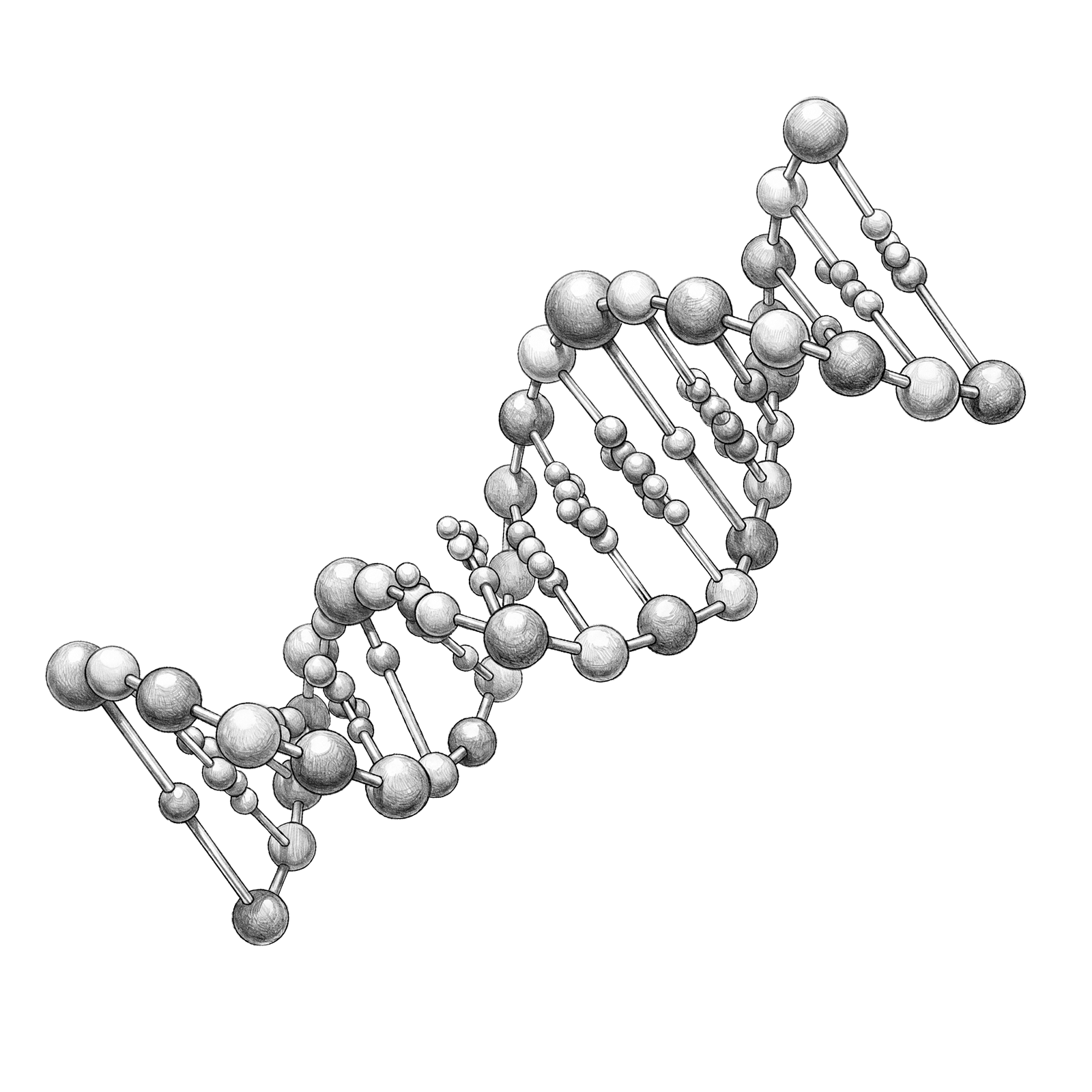 illust-dna-model-transparent